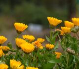 The most beautiful garden flowers you can plant in the autumn – Blog