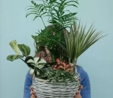 These plants are the best gift suggestions for Mother's Day – Blog