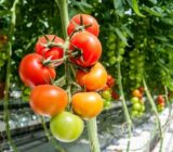 Tomato culture in greenhouses and solar. – Blog