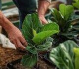 Transplant of internal plants