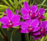 Trepadora Orchid – Spathaglottis Ungiculated – Family: Orchidaceae – Blog