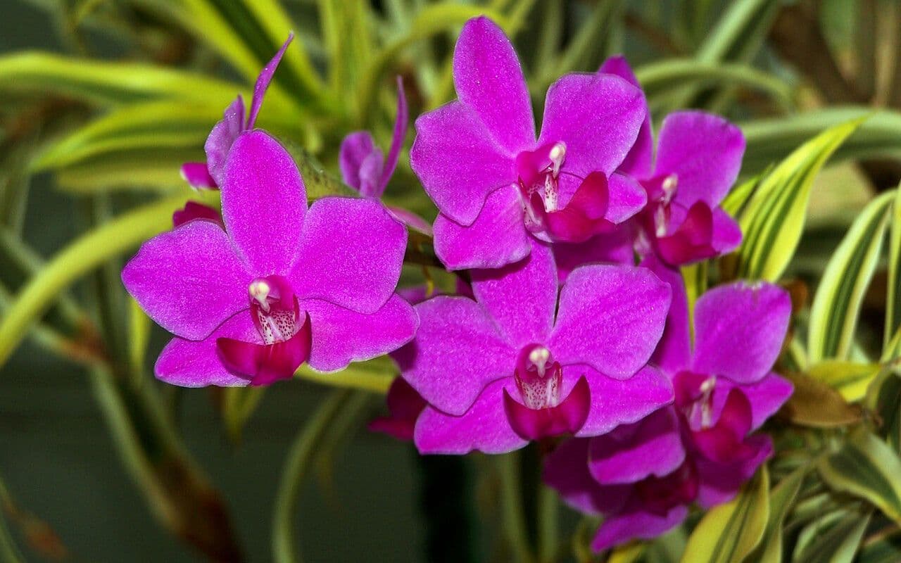 How to cultivate Spatoglottis Ungiculated | Terrestrial