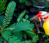 Use sodium bicarbonate in your garden or garden. – Blog