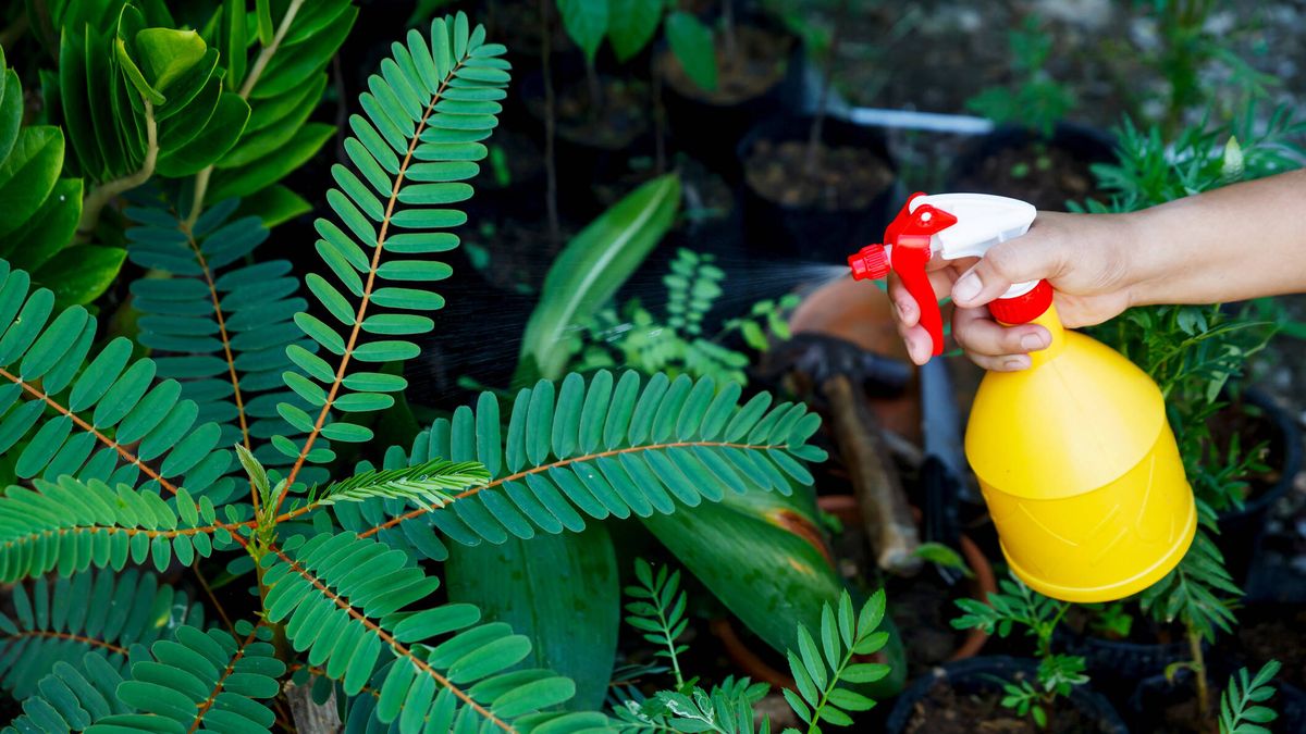 How to use baking soda to keep plants healthy and without parasites