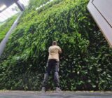 Vertical gardens, a response to the lack of space – blog
