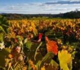 Vides Plantation in autumn. – Blog