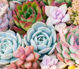 What are fatty plants and what species exist? – Blog