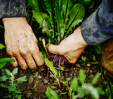 What you need to know about the cultivation of organic vegetables – blog