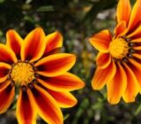What you need to know about the plants that love the sun and shadow plants. – Blog