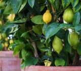 Which fruit trees can you plant in your garden? – Blog