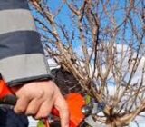 Winter treatments for fruit trees. – Blog