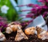 Your Guide to the Plants Bound – Blog