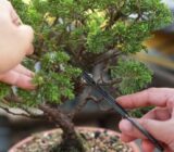 plant species, plantations and care. – Blog