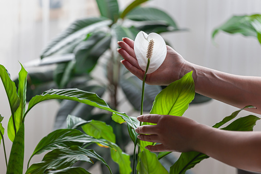 Plants that bring luck and good energy Learn to cultivate plants that bring luck and good energy