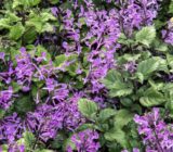 Plectranthus Saccatus – Faminia Lamiaceae