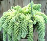 Rabo de Burro – Sedum Morganianum
