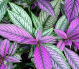 Escudo lost – Strobilanthes Dyeriana