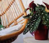 Spoty Begonia – Familia Begoniaceae
