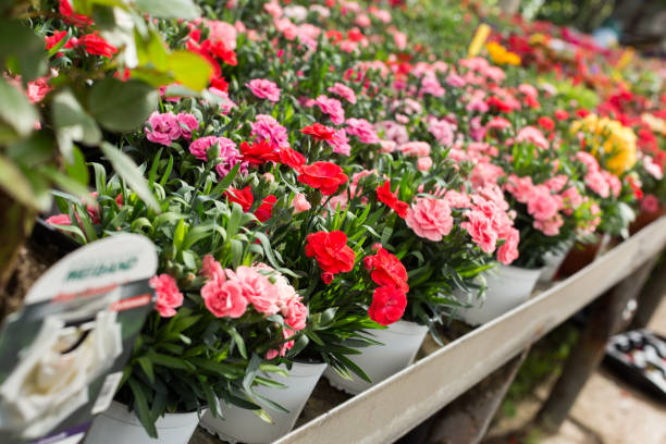 Garofano flower make Craveiro Calvo - Dianthus Caryophyllus - How to take care