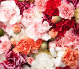 Carnation flower → Do Craveiro – How to take care