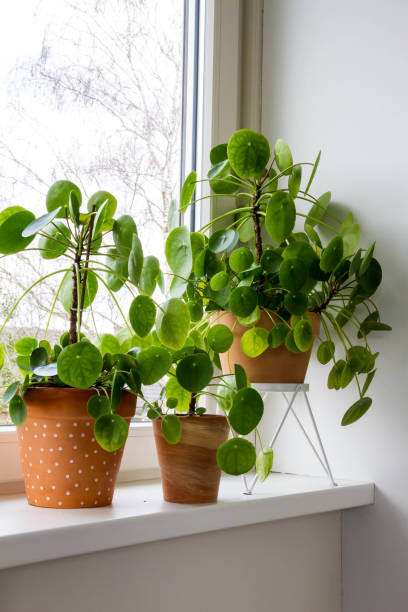 Chinese money plant (Pilea Peperomioides) - Orticaceae family in the hinterland money plant