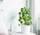 Chinese money plant | Flores blog