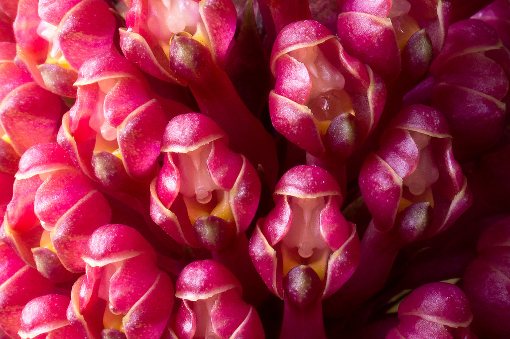 Obacaxi Orchid (Robiquitia Cerina) - Orchidaceae family outside orchid-Abacaxi