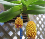 Backage Orchid-Robiquitia Cerina | Flores blog