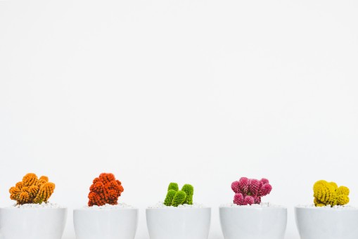 How to take care of the mini cactus at home How to take care of cactus