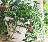 Delfina necklace – Senecio Peregrino