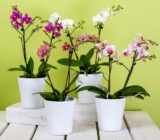 Orchid Pomba (elastic perterism) | Flores blog