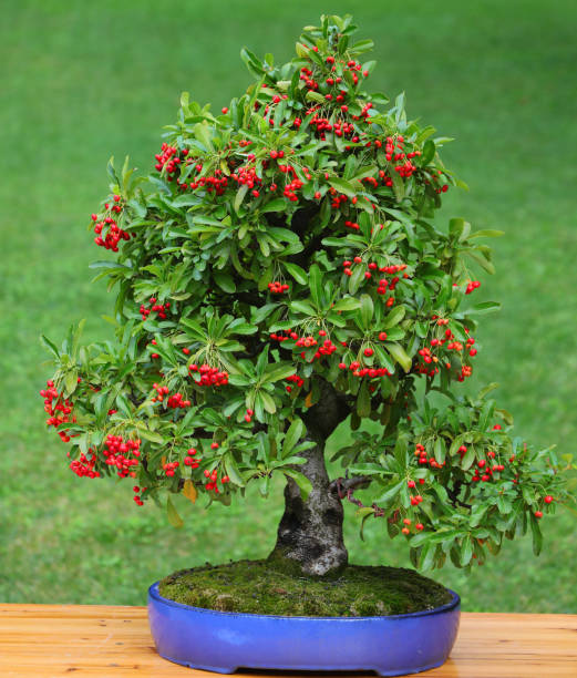 Pirate bonsai cyraican em bonsai Bonsai pyracantha coccinea
