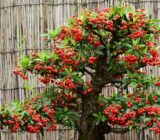 Bonsai Pyracantha Kitchen | Blog of flowers