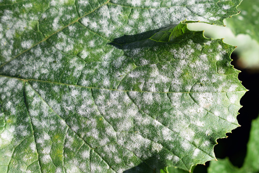 Main diseases that appear in plants in the news Plants plants