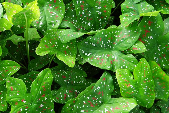 Main diseases that appear in plants in the news Plants diseases