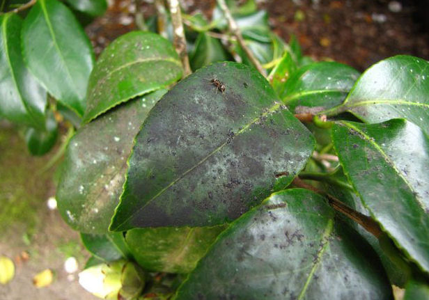 Main diseases that appear in plants in the news Diseases in plants