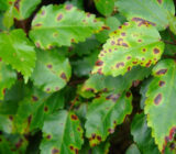 Main diseases that appear in plants
