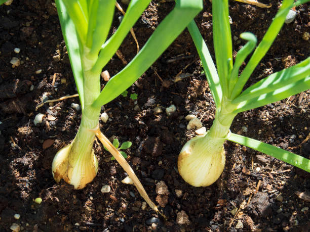 How to plant the onion of the vase - Tips for outdoor beginners How to plant the onion