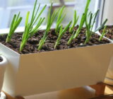 How to plant the onion tips of the vase for beginners