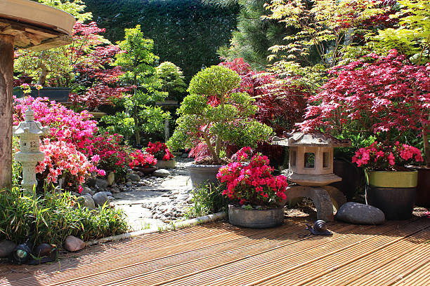 Bonsai Azaleia (Rhododendron) is concerned with being in Bonsai Bonsai azaleia