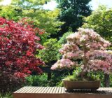 Bonsai Azaleia (Rhododendron) is concerned with having
