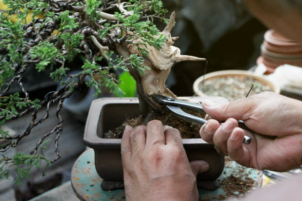 How to take care of a Bonsai Metasequoia in Bonsai Metasequoia