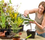 How to take care of a Bonsai Metasequoia