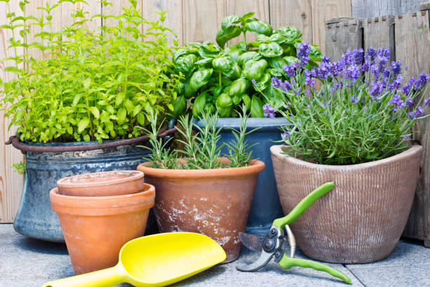 How to eliminate ants from your garden in an ecological way outside How to eliminate ants from your garden in an ecological way