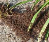 How to eliminate ants from your garden in an ecological way