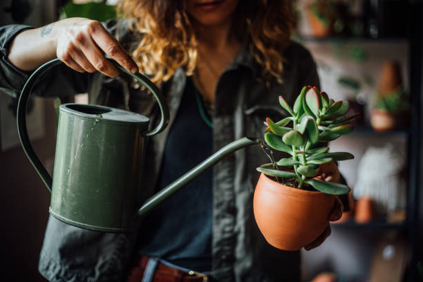 How to transplant a cactus safely outside How to transplant a safe cactus