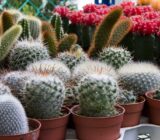 How to transplant a safe cactus