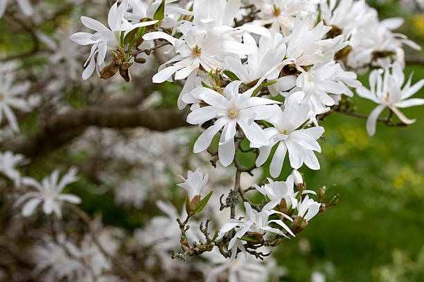 The flowers of March: spring is coming in the news The flowers of March: spring is coming