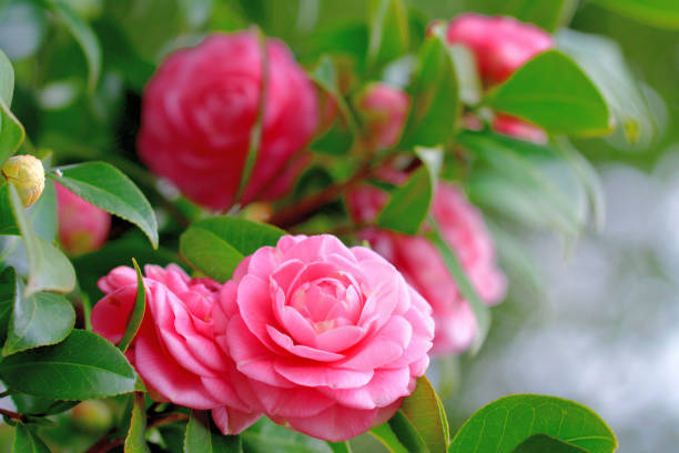 The flowers of March: spring is coming in the news The flowers of March: spring is coming