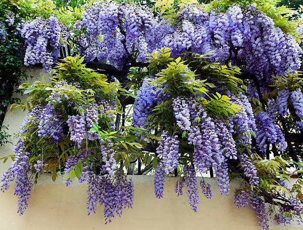 The flowers of March: spring is coming in the news The flowers of March: spring is coming